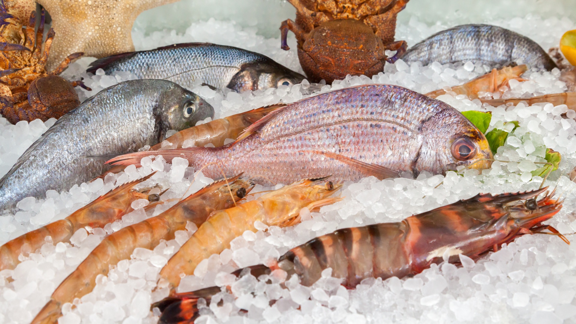 Pescados Mattos - SABADOU! 🙌 Hoje estamos lançando um drink novo